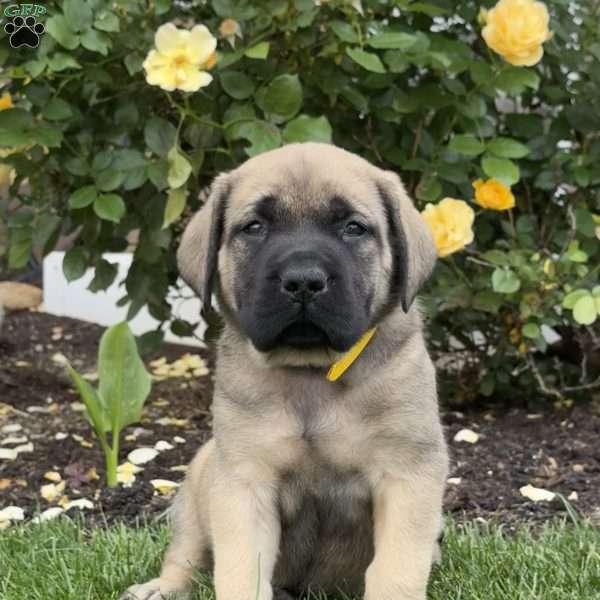 Teddy, English Mastiff Puppy