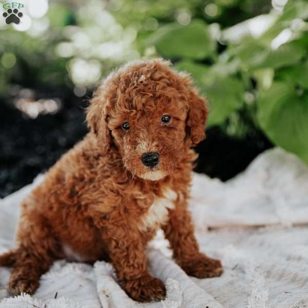 Leo, Mini Goldendoodle Puppy