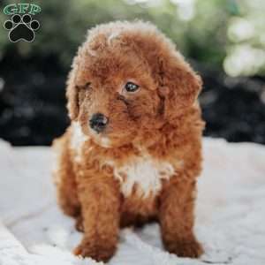 Levi, Mini Goldendoodle Puppy