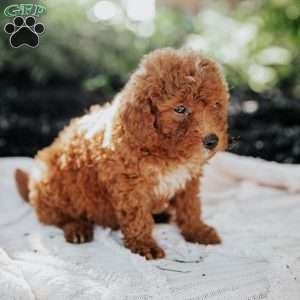 Levi, Mini Goldendoodle Puppy