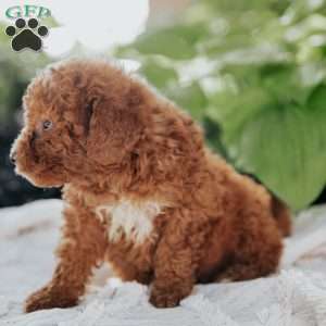 Levi, Mini Goldendoodle Puppy