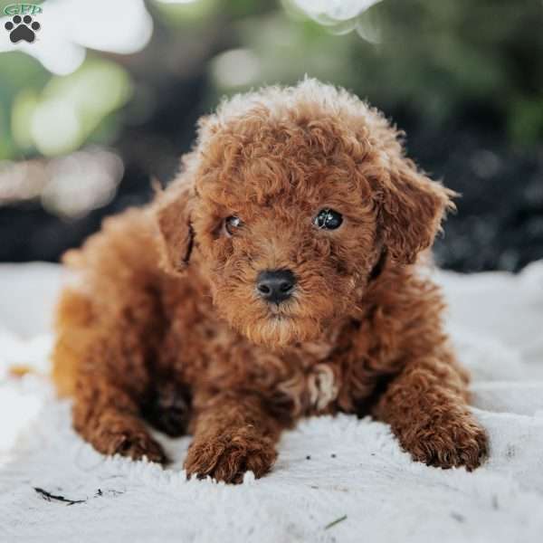 Lexi, Mini Goldendoodle Puppy