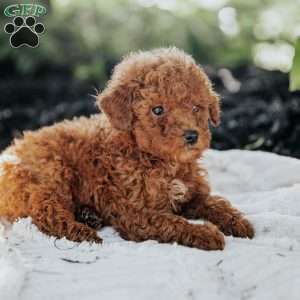 Lexi, Mini Goldendoodle Puppy