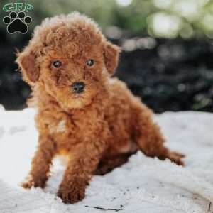Lexi, Mini Goldendoodle Puppy