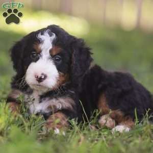 Noah, Mini Bernedoodle Puppy