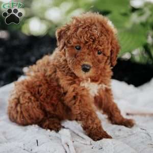 Lisa, Mini Goldendoodle Puppy