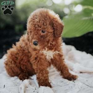 Lisa, Mini Goldendoodle Puppy
