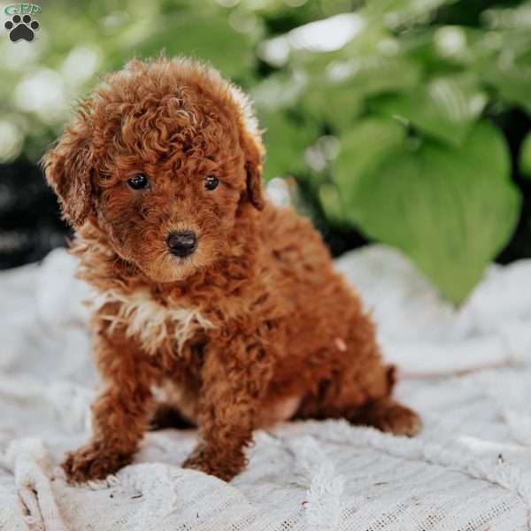 Lisa, Mini Goldendoodle Puppy