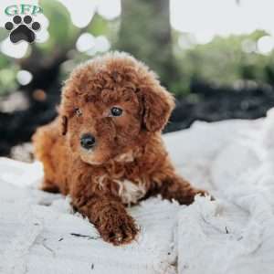 Lucy, Mini Goldendoodle Puppy