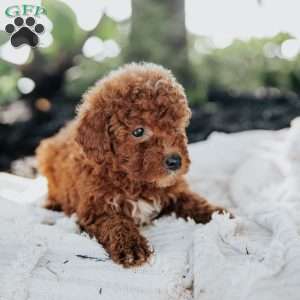 Lucy, Mini Goldendoodle Puppy