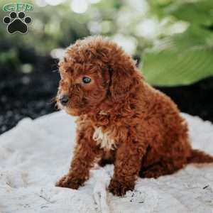 Lucy, Mini Goldendoodle Puppy