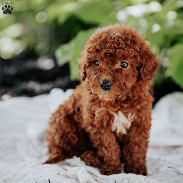 Lucy, Mini Goldendoodle Puppy