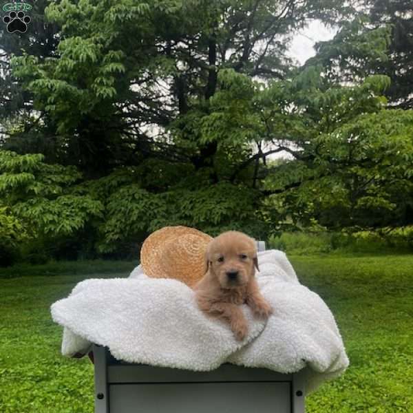 Skye, Mini Goldendoodle Puppy