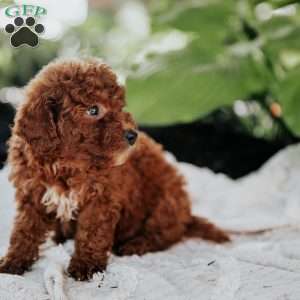 Lucy, Mini Goldendoodle Puppy