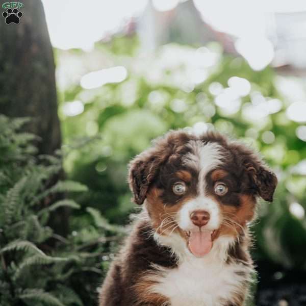 Bruno, Mini Bernedoodle Puppy