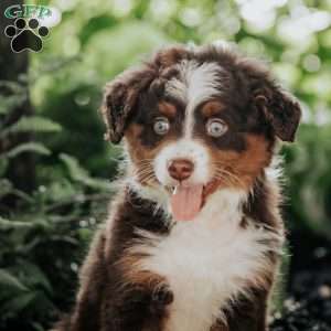 Bruno, Mini Bernedoodle Puppy