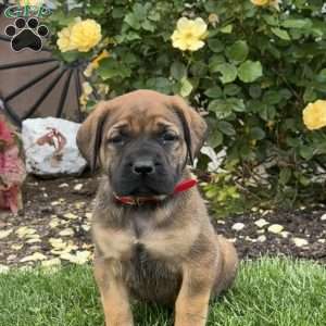 Tootsie, English Mastiff Puppy