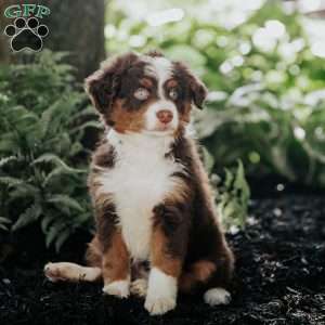 Bruno, Mini Bernedoodle Puppy