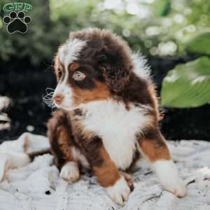 Bruno, Mini Bernedoodle Puppy