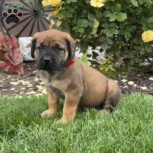 Tootsie, English Mastiff Puppy