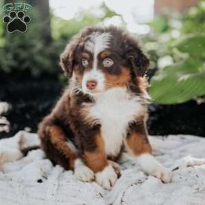 Bruno, Mini Bernedoodle Puppy