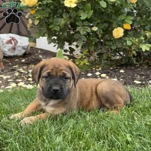 Tootsie, English Mastiff Puppy