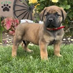 Tootsie, English Mastiff Puppy