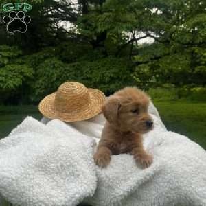 Skye, Mini Goldendoodle Puppy