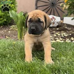 Tyson, English Mastiff Puppy
