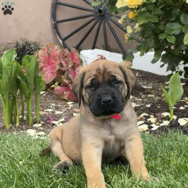 Tinkerbell, English Mastiff Puppy
