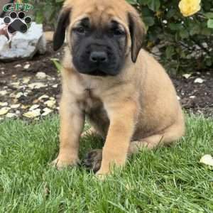Tyson, English Mastiff Puppy