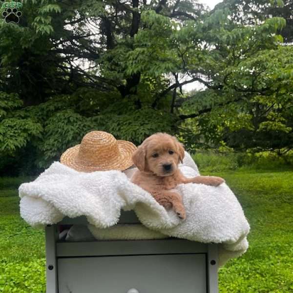 Liberty, Mini Goldendoodle Puppy