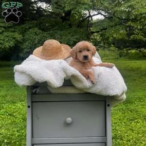 Liberty, Mini Goldendoodle Puppy