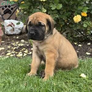 Tyson, English Mastiff Puppy