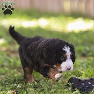 Noah, Mini Bernedoodle Puppy