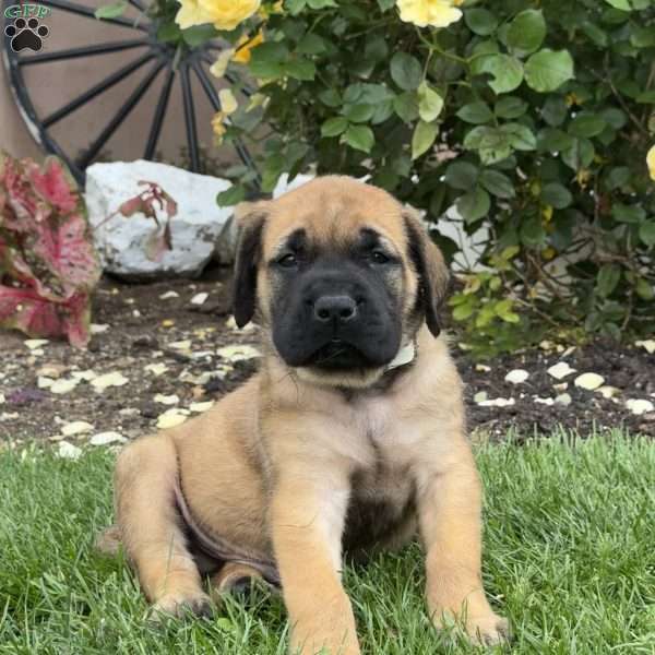 Tyson, English Mastiff Puppy