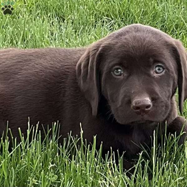 Musketeer, Chocolate Labrador Retriever Puppy