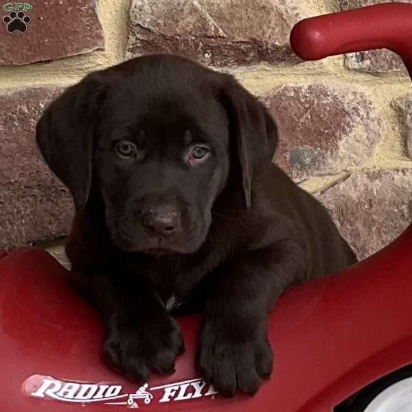 Almond Joy, Chocolate Labrador Retriever Puppy