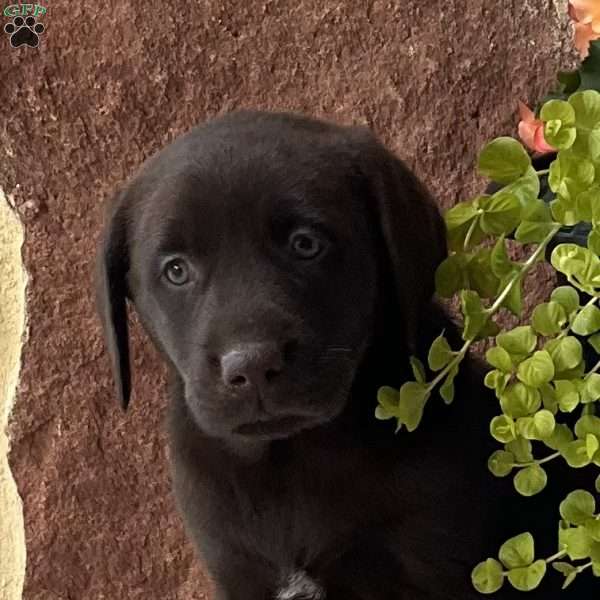 Lindor, Chocolate Labrador Retriever Puppy