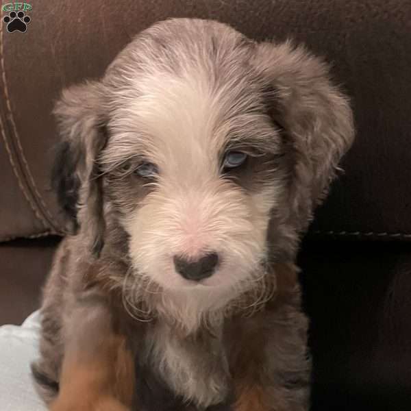 Stella, Mini Bernedoodle Puppy