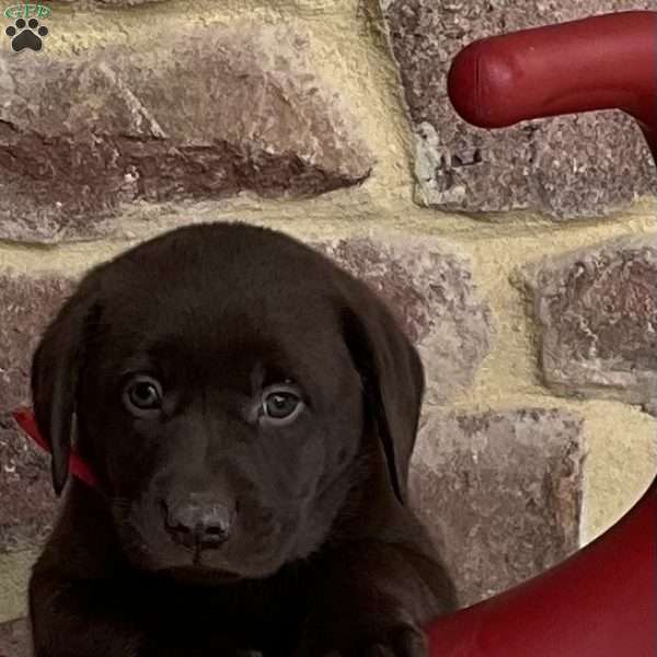 Nutella, Chocolate Labrador Retriever Puppy