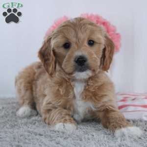 Tanesha, Mini Goldendoodle Puppy