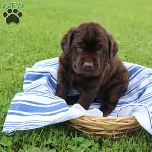 Felix, Chocolate Labrador Retriever Puppy