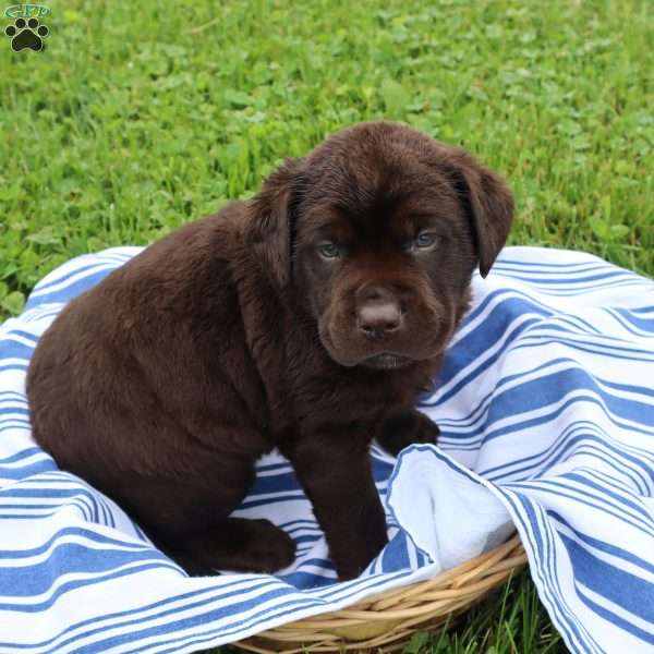 Felix, Chocolate Labrador Retriever Puppy