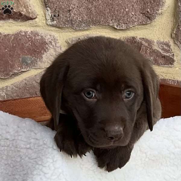 Twix, Chocolate Labrador Retriever Puppy
