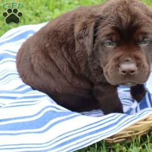 Felix, Chocolate Labrador Retriever Puppy