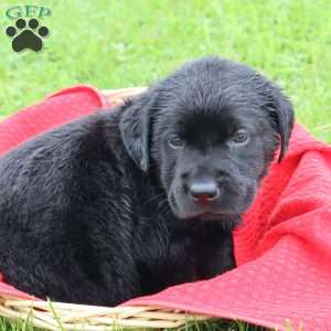 Felton, Chocolate Labrador Retriever Puppy