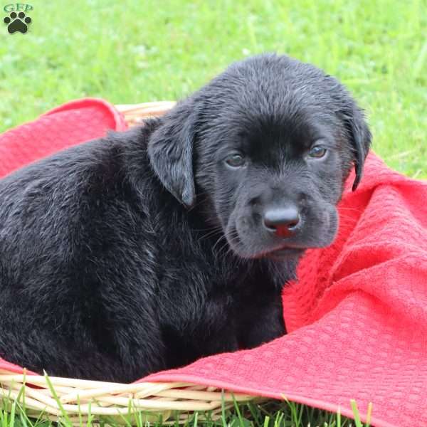 Felton, Chocolate Labrador Retriever Puppy