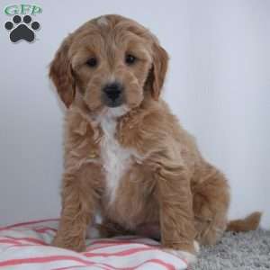 Tanesha, Mini Goldendoodle Puppy