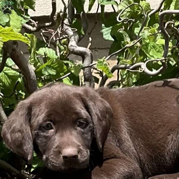 Receese, Chocolate Labrador Retriever Puppy